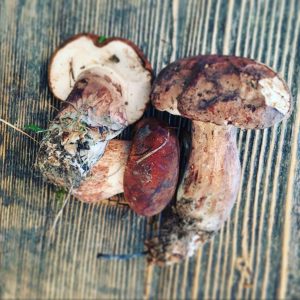 Foraging for mushrooms can provide both food and culinary delicacies such as these boletes. 